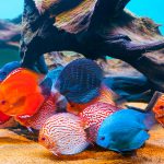 Fische 2017 - Tropical Fishes