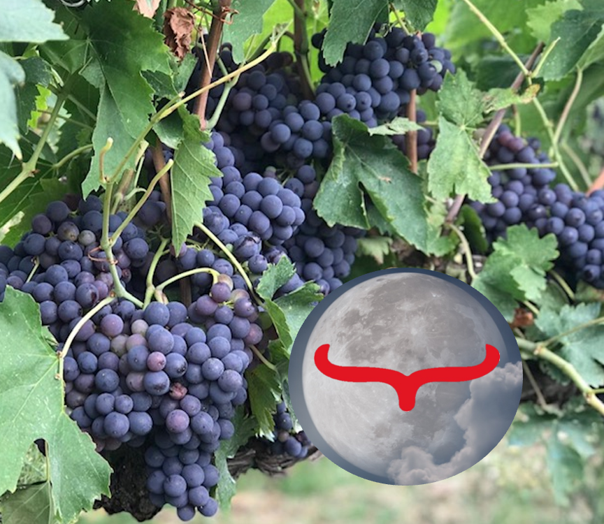 Oktober Vollmond 2019 mit Widder Mond