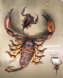 Skorpion 2019 - Ein Skorpion im Düsseldorfer Aquazoo (Aufnahme privat)