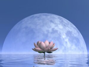 Lotus-Blüte bei Mondaufgang